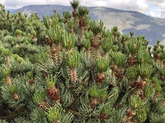 Pinus culminicola