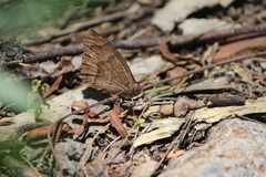 Pindis squamistriga