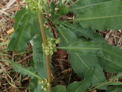 Rumex crispus