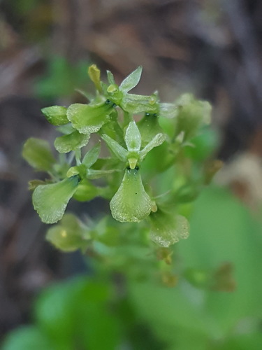 Northwestern twayblade (Neottia banksiana)