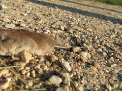 Sorex cinereus