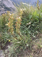 Pedicularis parryi