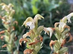Pedicularis parryi