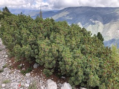Pinus culminicola