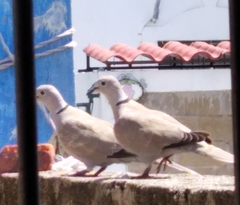 Streptopelia decaocto