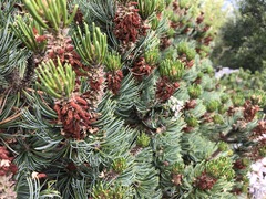 Pinus culminicola