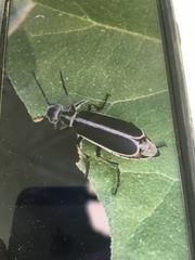 Epicauta cinerea-group