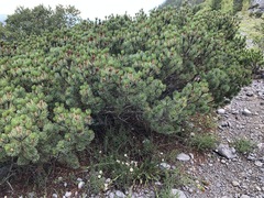 Pinus culminicola