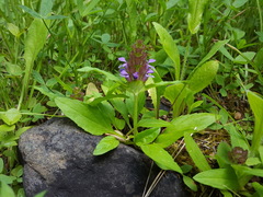 Prunella vulgaris lanceolata