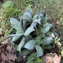 Agave guadalajarana