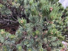 Pinus culminicola