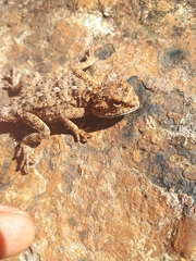Agama aculeata distanti