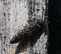 Sapygina decemguttata