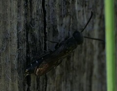 Sapygina decemguttata