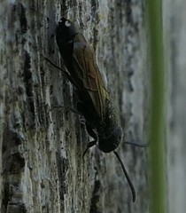 Sapygina decemguttata