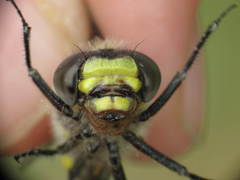 Cordulegaster maculata