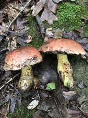 Boletus subluridellus