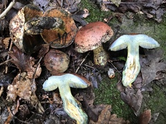 Boletus subluridellus