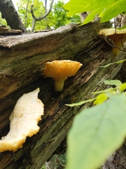 Pleurotus levis