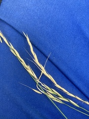 Elymus trachycaulus