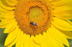 Triepeolus concavus