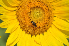 Triepeolus concavus