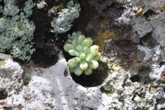 Graptopetalum pachyphyllum