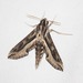 Dark Striated Hawkmoth - Photo (c) Les Day, some rights reserved (CC BY-NC), uploaded by Les Day