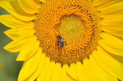 Triepeolus concavus