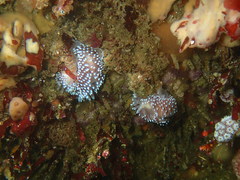 Antiopella longidentata