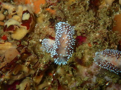 Antiopella longidentata