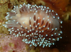 Antiopella longidentata
