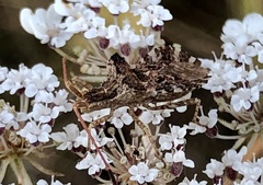 Centrocoris spiniger