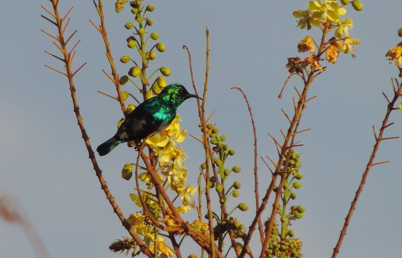 Purple-banded Sunbird (Cinnyris bifasciatus)