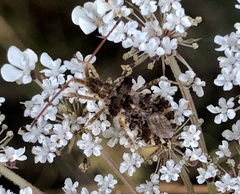 Centrocoris spiniger