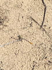 Erpetogomphus designatus