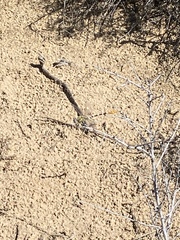 Erpetogomphus designatus