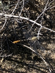 Erpetogomphus designatus