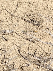 Erpetogomphus designatus