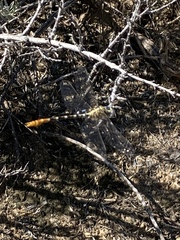 Erpetogomphus designatus