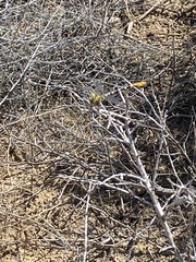 Erpetogomphus designatus