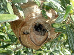 Dolichovespula maculata image