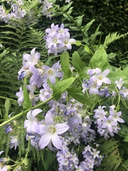 Campanula lactiflora