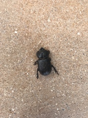 Hemiphileurus illatus