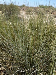 Ephedra californica