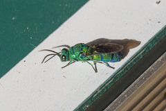 Chrysis smaragdula