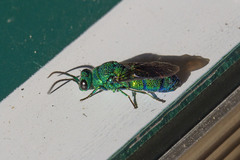 Chrysis smaragdula