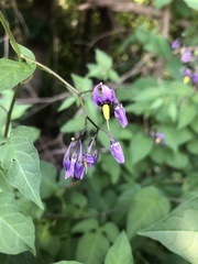 Solanum dulcamara