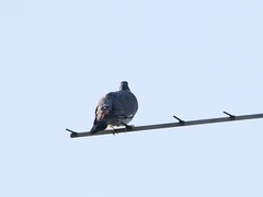Columba palumbus