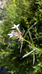 Palmerella debilis serrata